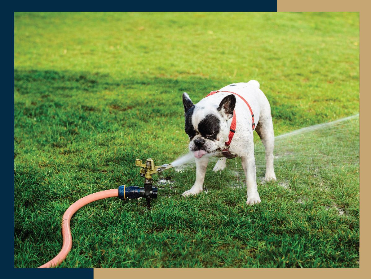 High Water Bill Dog-01